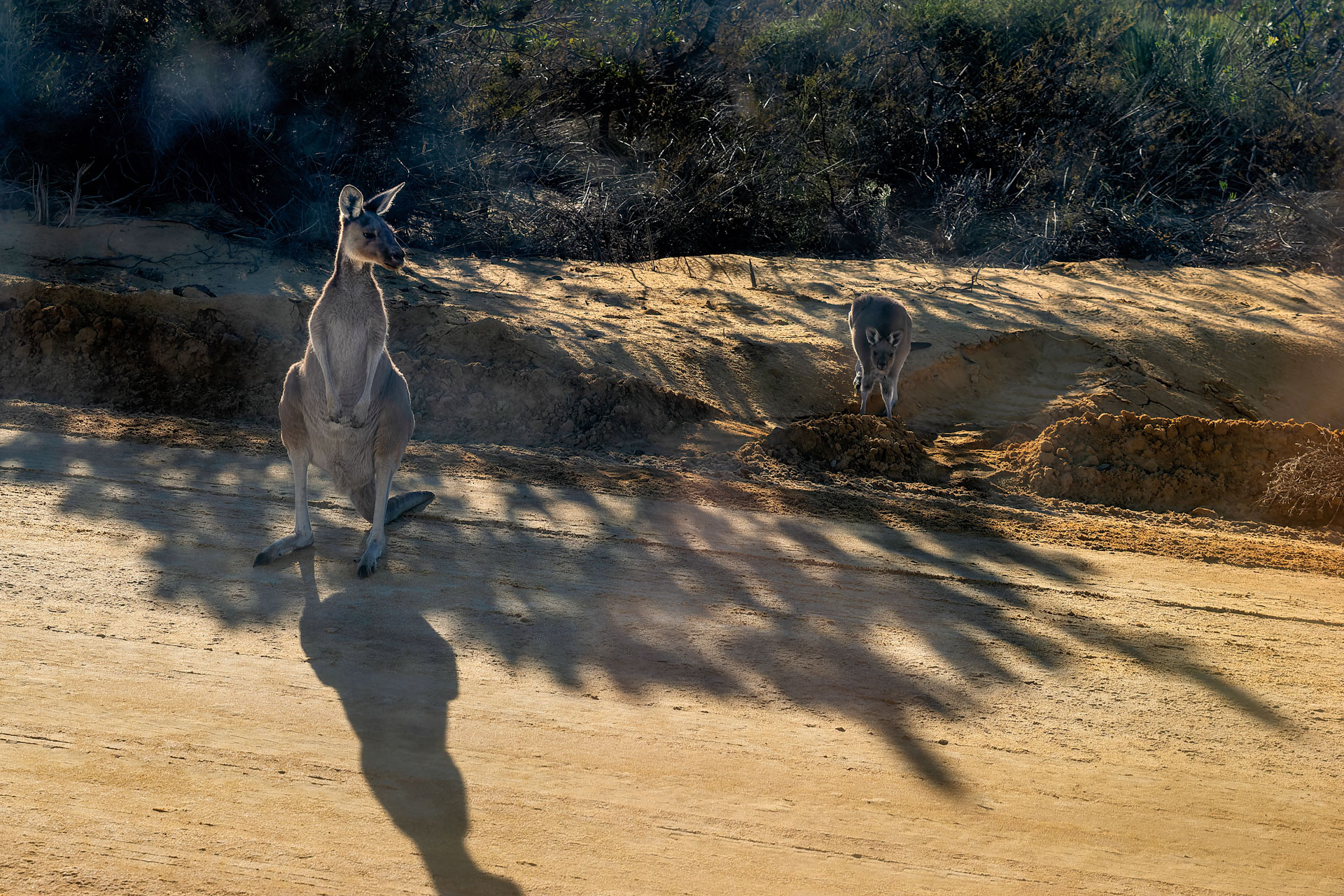 Kalberri - Westliches Graues Riesenkänguru